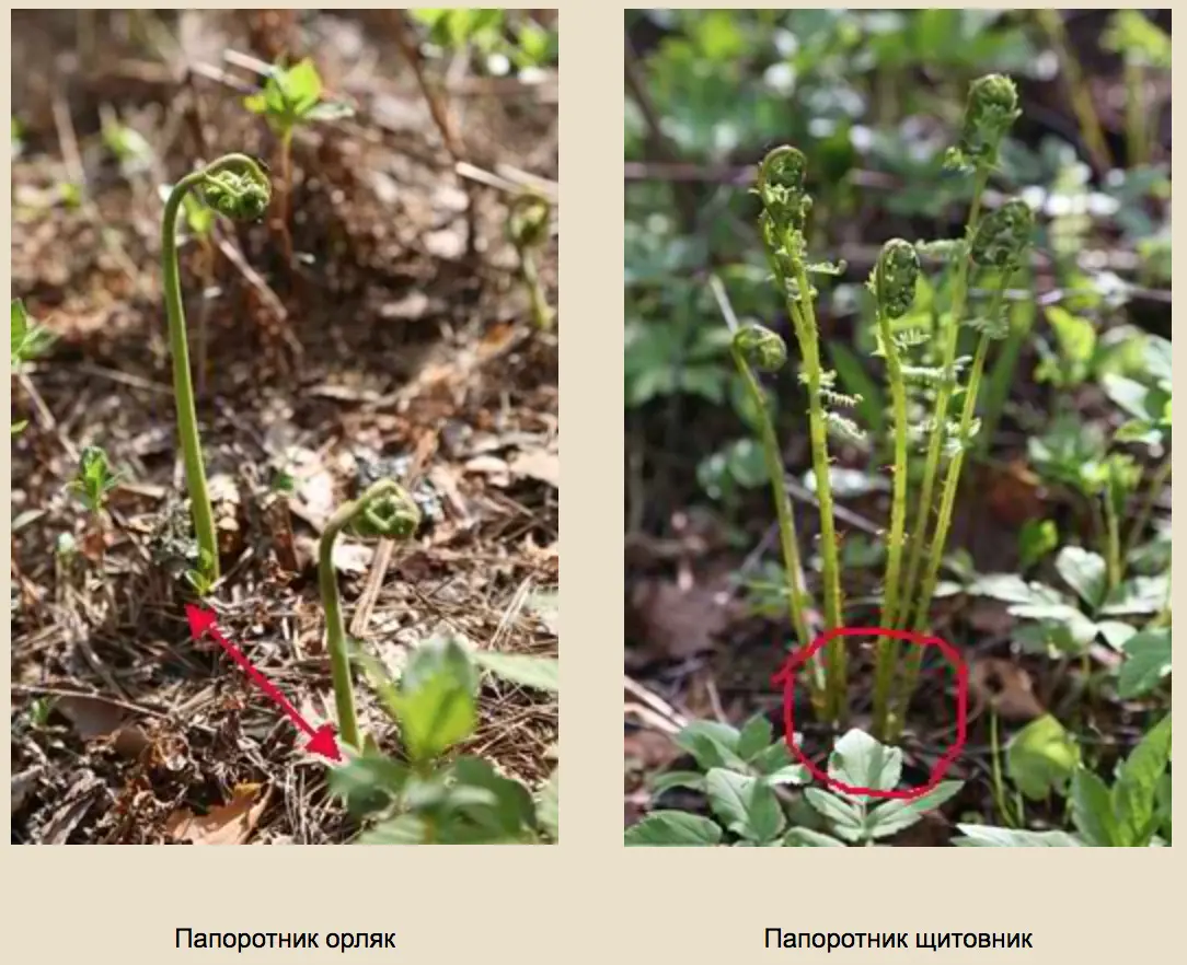Папоротник орляк. Из серии: что съедобного растет в лесу? | Туристический  клуб City Escape
